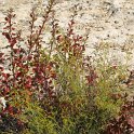 Berberis australis
